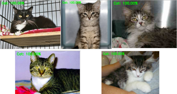 5 najlepších predikcii mačiek
